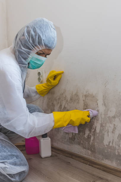Best Environmental Consulting for Mold Prevention  in Carbondale, KS